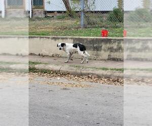 Labrador Retriever Dogs for adoption in San Antonio, TX, USA