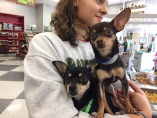 Chipin Dogs for adoption in Fallbrook, CA, USA
