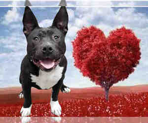 American Pit Bull Terrier-Bull Terrier Mix Dogs for adoption in Fairfield, CA, USA
