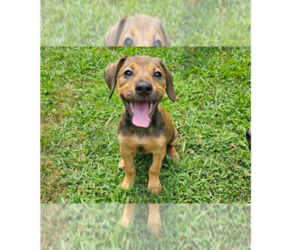 Mutt Dogs for adoption in Springdale, PA, USA