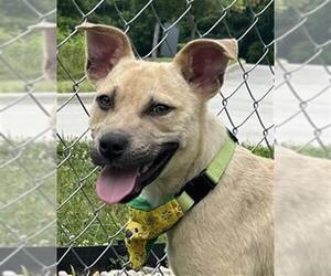 Black Mouth Cur-Unknown Mix Dogs for adoption in Newton, NC, USA