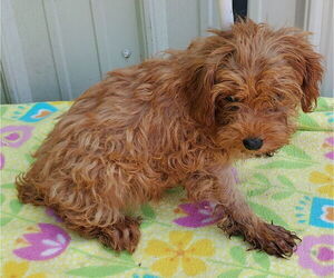 Poodle (Toy) Dogs for adoption in Mountain View, MO, USA