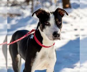 Mountain Cur Dogs for adoption in Canton, CT, USA