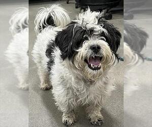 Shih Tzu-Unknown Mix Dogs for adoption in Forestville, MD, USA