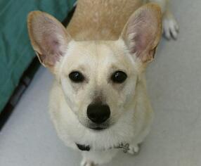Pembroke Welsh Corgi Dogs for adoption in St Helens, OR, USA