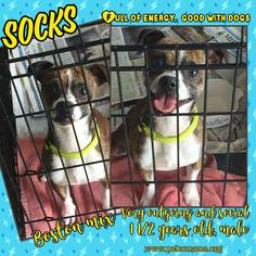 Boston Terrier Dogs for adoption in Ponca City, OK, USA