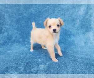 Chihuahua-Unknown Mix Dogs for adoption in San Francisco, CA, USA