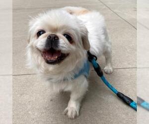 Pekingese Dogs for adoption in Brooklyn, NY, USA