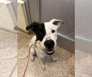 American Pit Bull Terrier-German Shepherd Dog Mix Dogs for adoption in Pueblo, CO, USA