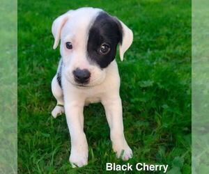 Boxer-Unknown Mix Dogs for adoption in Menifee, CA, USA