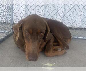 Doberman Pinscher Dogs for adoption in Bakersfield, CA, USA