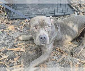 American Bulldog-Unknown Mix Dogs for adoption in Fort Lauderdale, FL, USA