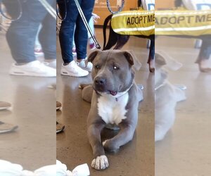 American Pit Bull Terrier-Unknown Mix Dogs for adoption in Munford, TN, USA