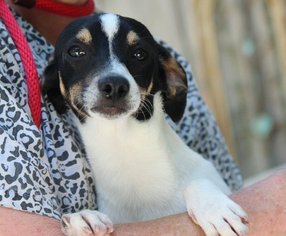 Jack-Rat Terrier Dogs for adoption in Yardley, PA, USA