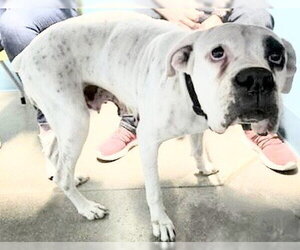 Boxer Dogs for adoption in Houston, TX, USA