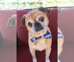 Pug Dogs for adoption in Benton, LA, USA