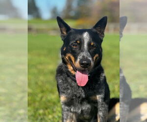 Mutt Dogs for adoption in Garden City, NY, USA