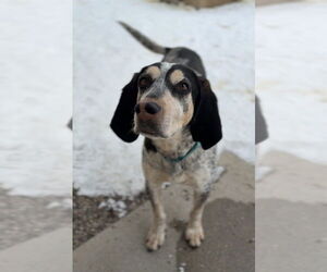 Bluetick Coonhound-Treeing Walker Coonhound Mix Dogs for adoption in Bemidji, MN, USA