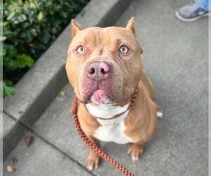 Mutt Dogs for adoption in Santa Rosa, CA, USA