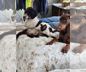 Doberman Pinscher Dogs for adoption in Buffalo, MN, USA