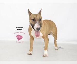 Bull Terrier Dogs for adoption in Corona, CA, USA