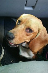 Basset Hound-Unknown Mix Dogs for adoption in Columbus, OH, USA