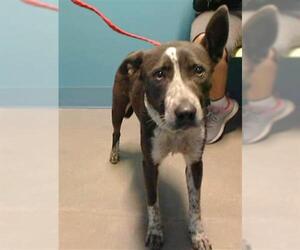 Bull Terrier Dogs for adoption in Houston, TX, USA