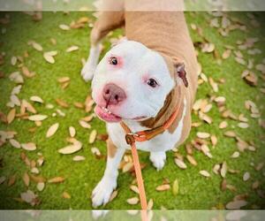 American Pit Bull Terrier-Unknown Mix Dogs for adoption in Orlando, FL, USA