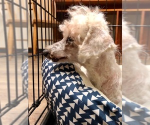 Poodle (Miniature) Dogs for adoption in Longview, TX, USA