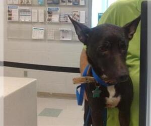 Cardigan Welsh Corgi-Chihuahua Mix Dogs for adoption in Oklahoma City, OK, USA