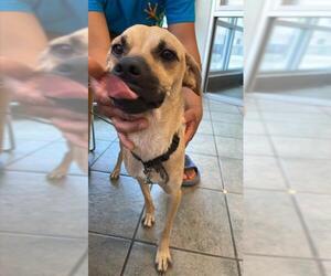 Pug-Unknown Mix Dogs for adoption in San Antonio, TX, USA