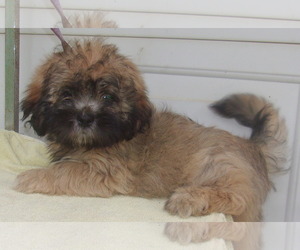 Lhasa Apso Dogs for adoption in Birch Tree, MO, USA