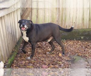 Labrador Retriever Dogs for adoption in Jackson, MS, USA