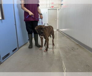 Bullboxer Pit Dogs for adoption in San Bernardino, CA, USA