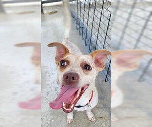 Beagle-Chihuahua Mix Dogs for adoption in Ventura, CA, USA
