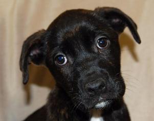 Boxador Dogs for adoption in Richmond, IN, USA