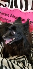 Pomeranian Dogs for adoption in Bon Carbo, CO, USA