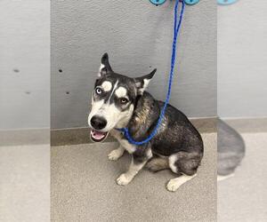 Siberian Husky-Unknown Mix Dogs for adoption in Las Vegas, NV, USA