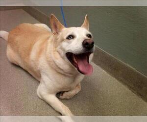 Siberian Husky-Unknown Mix Dogs for adoption in Las Vegas, NV, USA