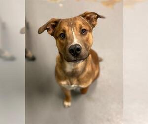 Shepradors Dogs for adoption in Peoria, IL, USA