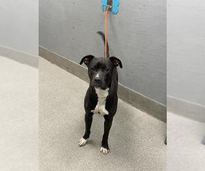 American Pit Bull Terrier-Unknown Mix Dogs for adoption in Las Vegas, NV, USA