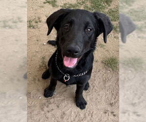 Labrador Retriever-Unknown Mix Dogs for adoption in San Diego, CA, USA