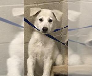 German Shepherd Dog Dogs for adoption in Conroe, TX, USA