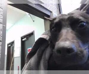 Mutt Dogs for adoption in Tulsa, OK, USA