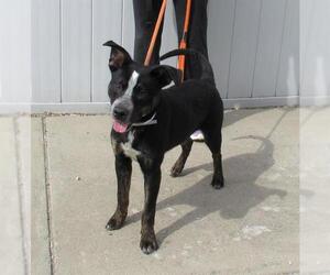 American Pit Bull Terrier-Unknown Mix Dogs for adoption in Louisville, KY, USA