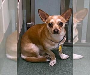 Chihuahua Dogs for adoption in Plano, TX, USA