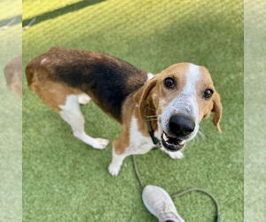 Mutt Dogs for adoption in Hilton Head, SC, USA