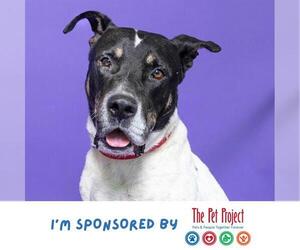 Staffordshire Bull Terrier Dogs for adoption in Fort Lauderdale, FL, USA