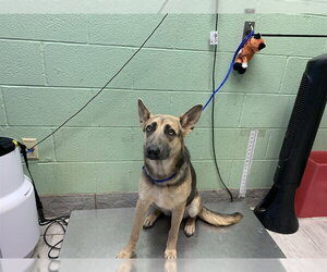 German Shepherd Dog-Unknown Mix Dogs for adoption in Grand Prairie, TX, USA