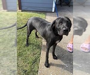 Labrador Retriever Dogs for adoption in Houston, TX, USA